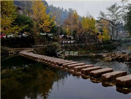 2018秋游古鎮銀杏